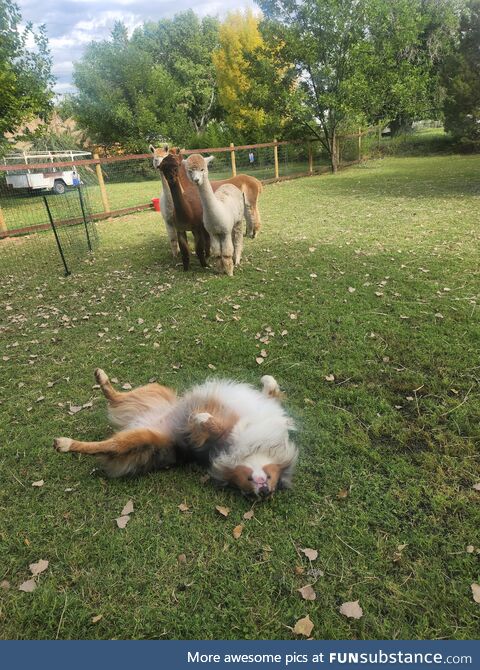 Herding abilities temporarily disabled due to urgent back scratchies