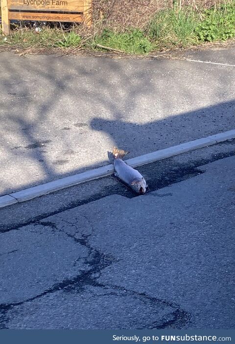 Found a salmon in the street