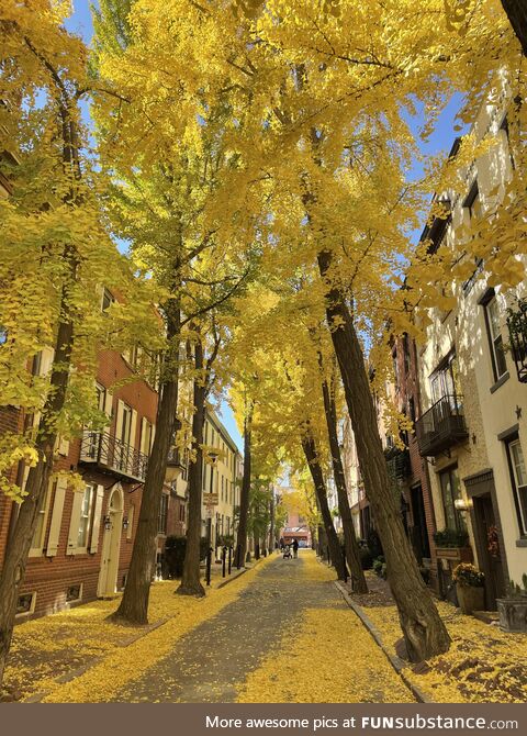 The street I live on in Philadelphia - yesterday during peak gingko season