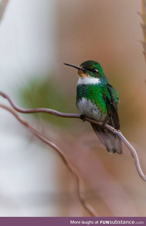 Caught this little fella hanging out and chilling on this twig