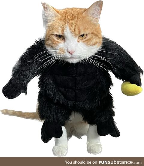 New IPhone feature cropped our cat in her gorilla costume and this was the result