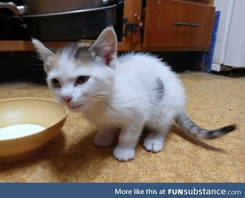 Lyrical easy decorous