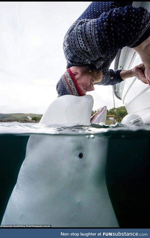 A tender moment between "Russian Spy Beluga" "Hvaldimir" and fisherman Joar Hesten