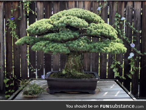 The 396 year old bonsai