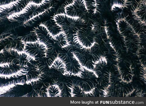 Fossilised coral in infrared