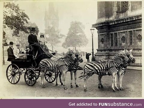 Lionel Walter Rothschild's zebra carriage as it appeared on the streets of London in 1894