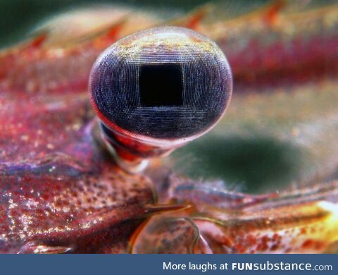 Pupil of a fresh water shrimp