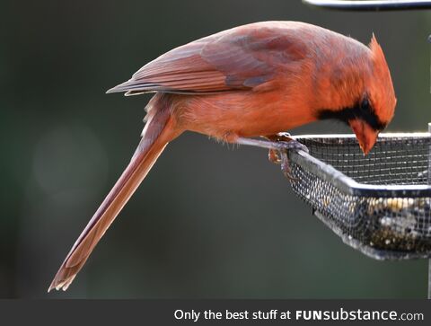 A male Cardinal