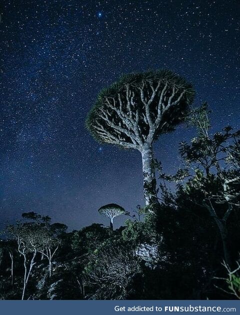 Evenings of Socotra Island - Yemen
