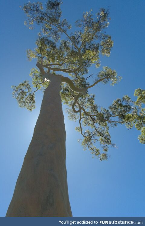 Random daily fact - This tree was planted in 1929