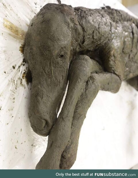 Researchers in Siberia found a perfectly-preserved 42,000-year-old baby horse