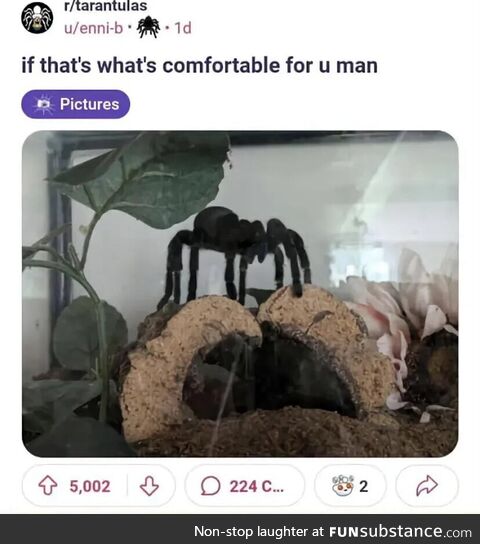 Psychotic adjustable concerned