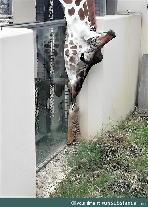 An unlikely friendship