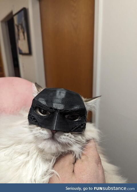 Batcat!