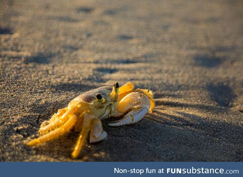 [OC] Here's a pic of a little crab