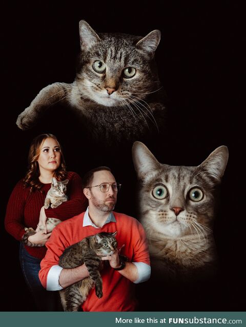 Our holiday card this year. Meowy christmas!