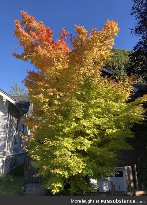 Multi-color tree in a Seattle neighborhood. Hello Autumn!