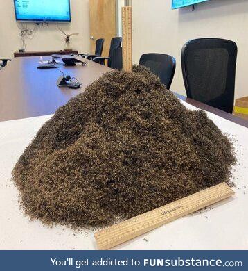 What 1,000,000 mosquitos looks like. Caught in a trap in Sanibel, Florida