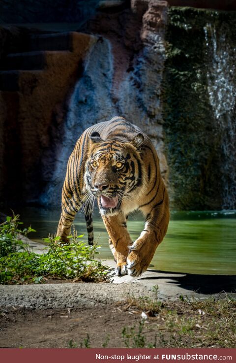 Tiger at bioparco di Roma