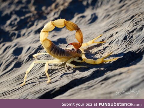 Kalahari Thicktailed Scorpion (Parabuthus raudus), dangerously venomous