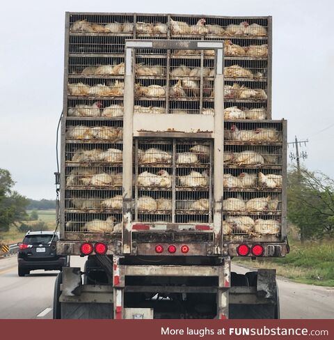 Factory farming at its best