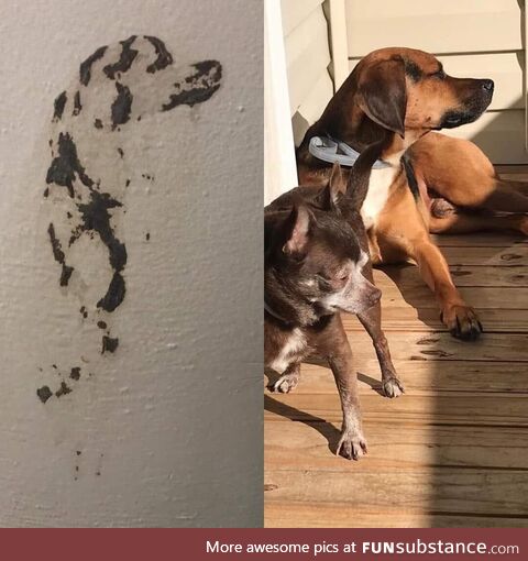 Apparently this lady’s dog pooped a self portrait of himself on her wall