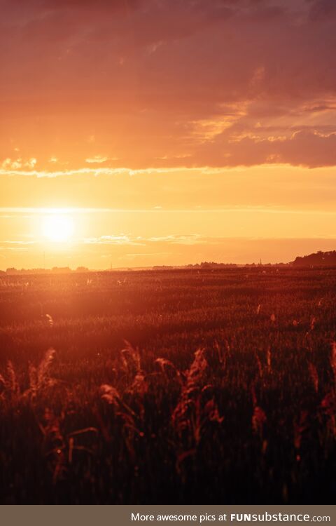 A Field Lit Up by the Evening Glow