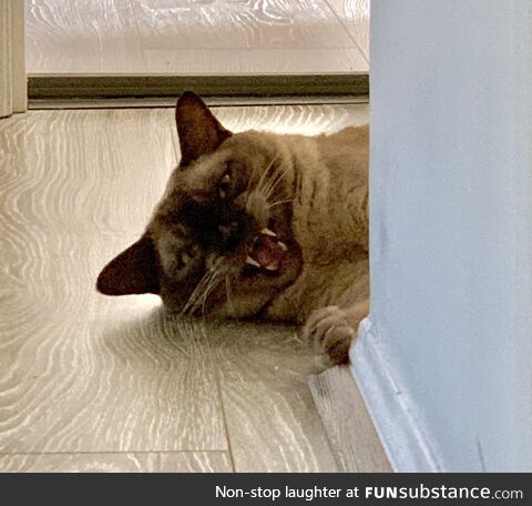 This cat hates Steven Seagal