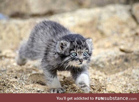 A predator on the prowl