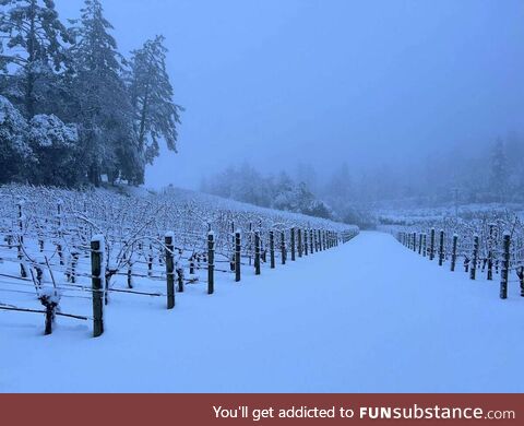 Snow from historic California storm blankets Napa Valley vineyards