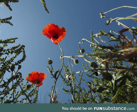 Red poppy, bottom view