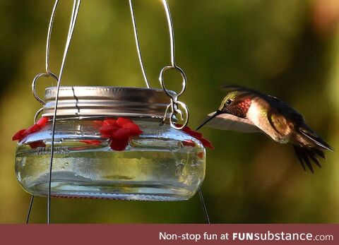 [oc] morning hummingbird