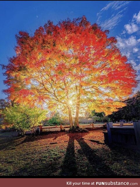Colours of autumn!
