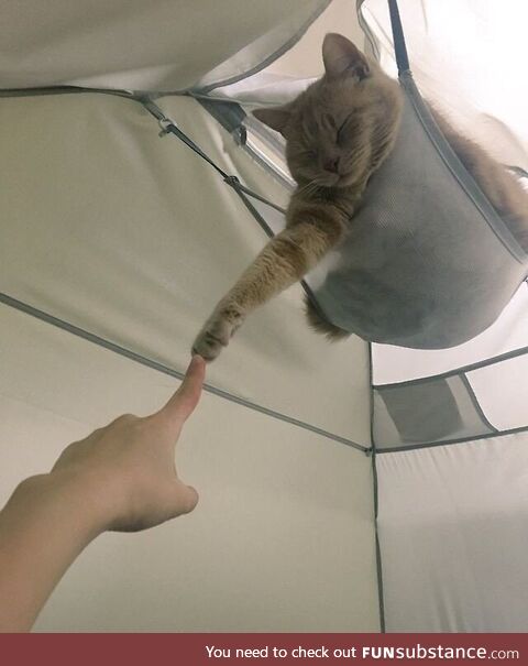 This is why we should have cats