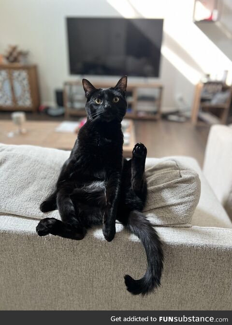 Our socially awkward cat