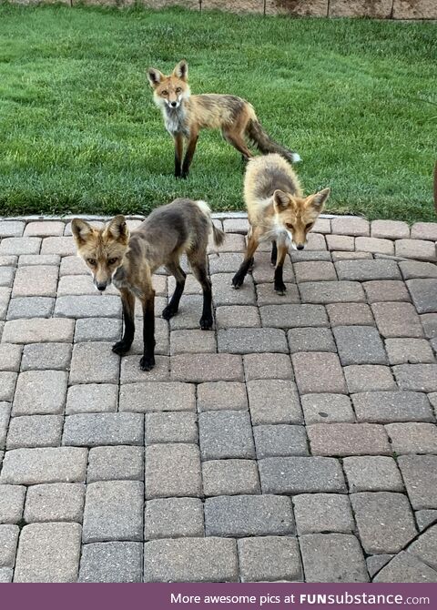 New neighbors.... Checkin' out the hood
