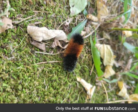 It's a M-fkin Woolly Bear!