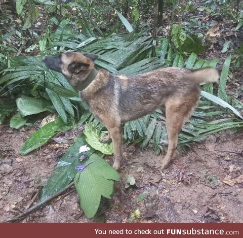 Wilson the dog that help the Colombian Army find 4 lost kids in the Amazon rainforest