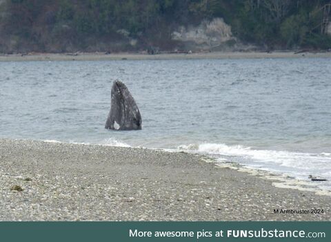 Young Gray whale feeding close to shore