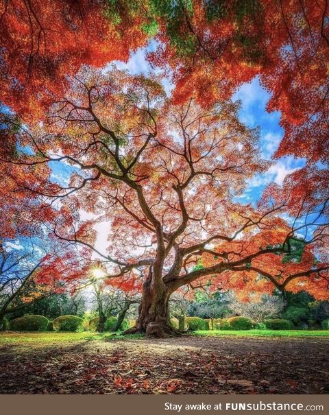 Breathtaking - koishikawa botanical garden ,tokyo japan