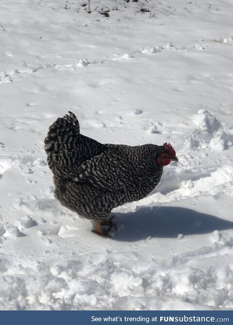 Chicken in the snow