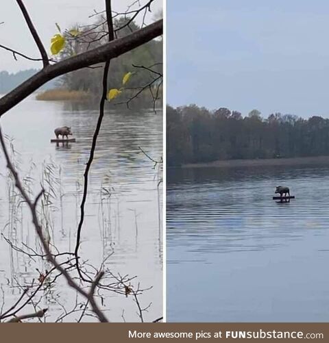 A Wild Boar surfing on the Danube River in Serbia