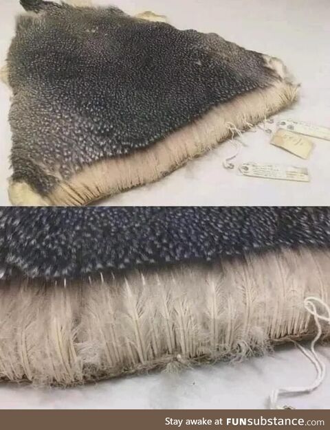 A penguins coat of feathers