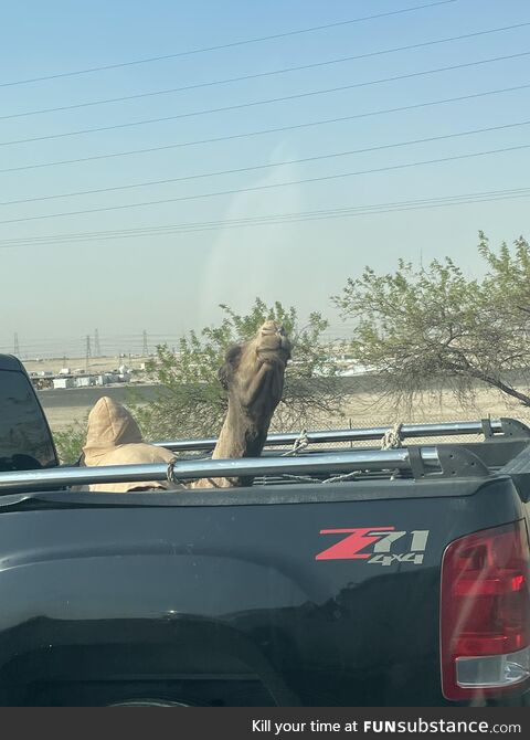 Only in the Middle East