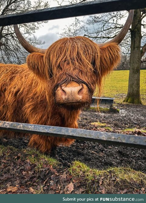 Highland coo