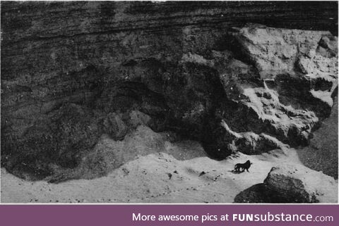 The last photo of a wild Barbary Lion. (1924)