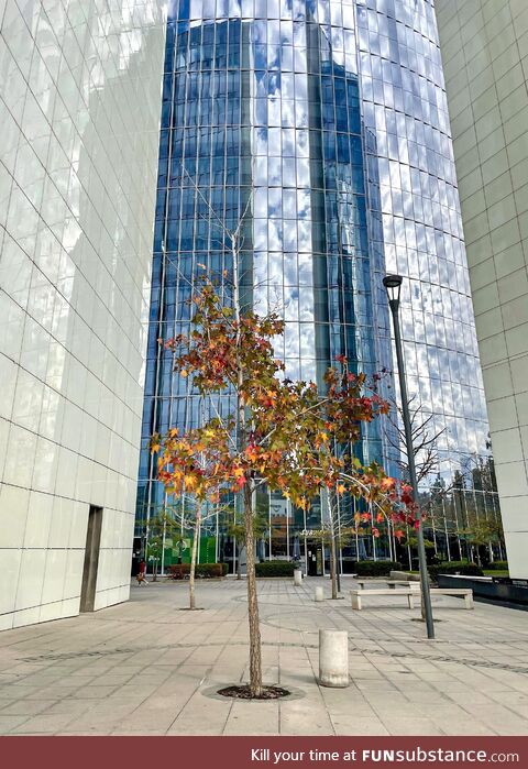 Another perfect autumn day in Las Condes, Chile