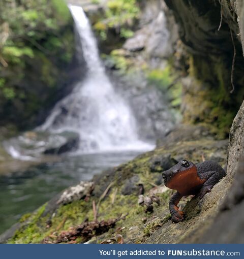 Rough skinned newt enjoying the poolside. Siskiyou County California