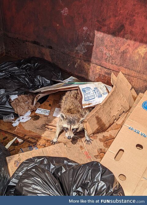 [OC] Trash Panda defends homeland