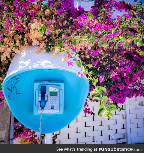 Just a phone booth and some plant stuff in Turkey